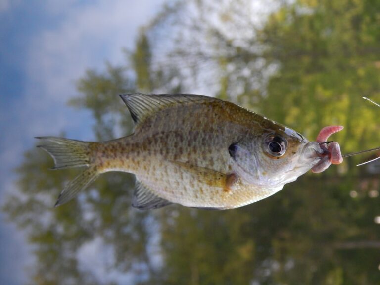 Bluegill caught while fishing from a lake shoreline